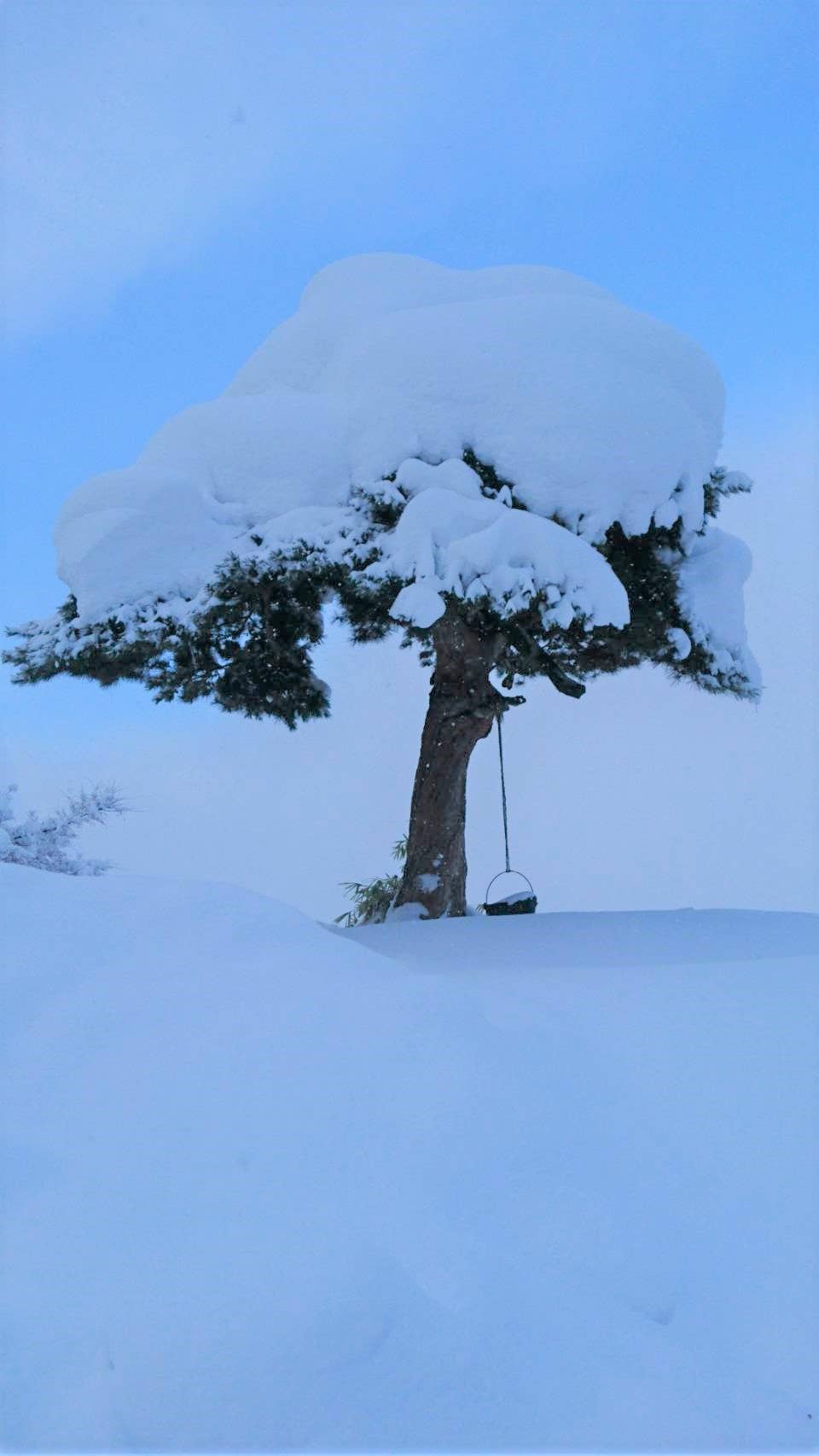 鍋掛松