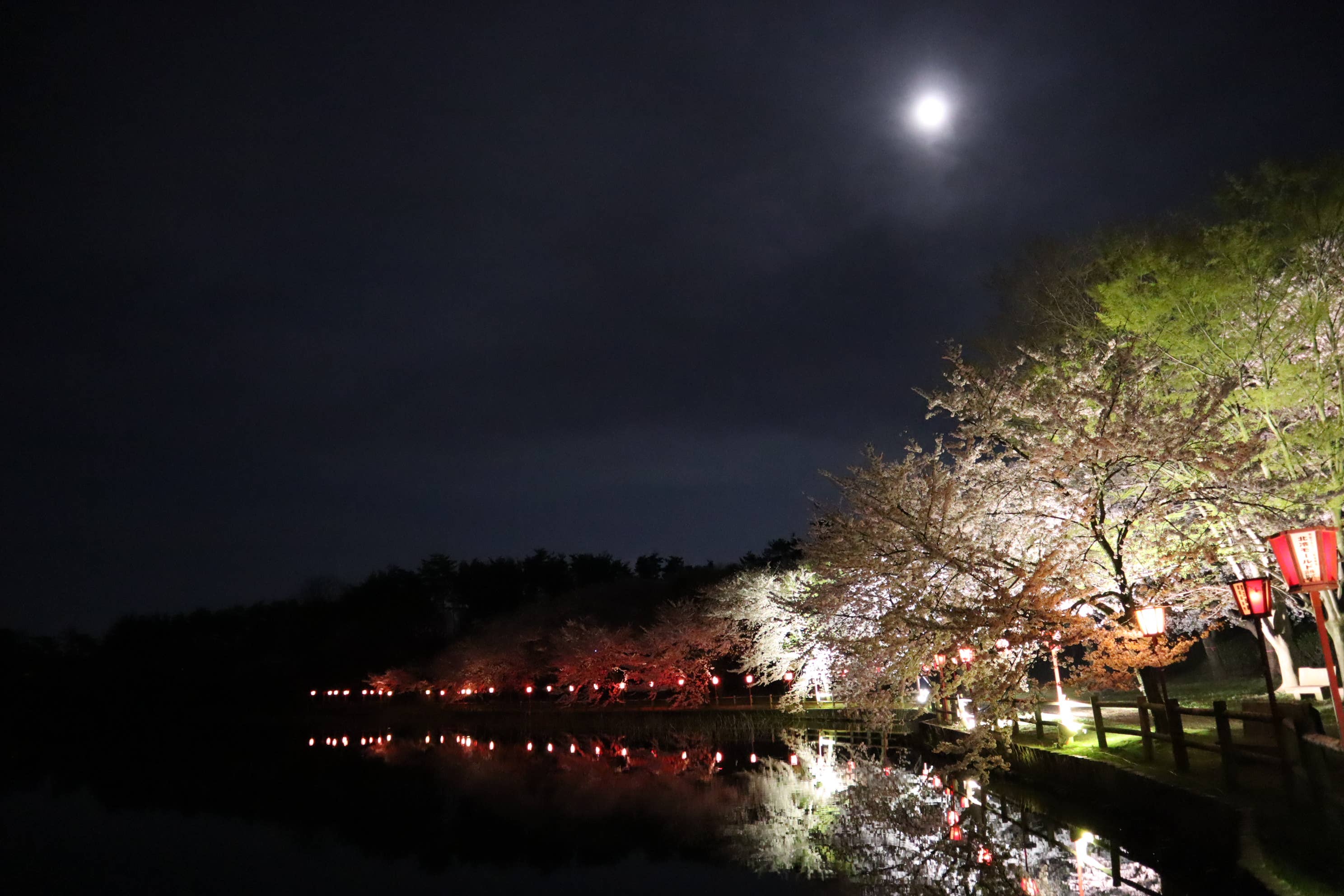 撮影：4月中旬夜 満月とライトアップされた夜桜