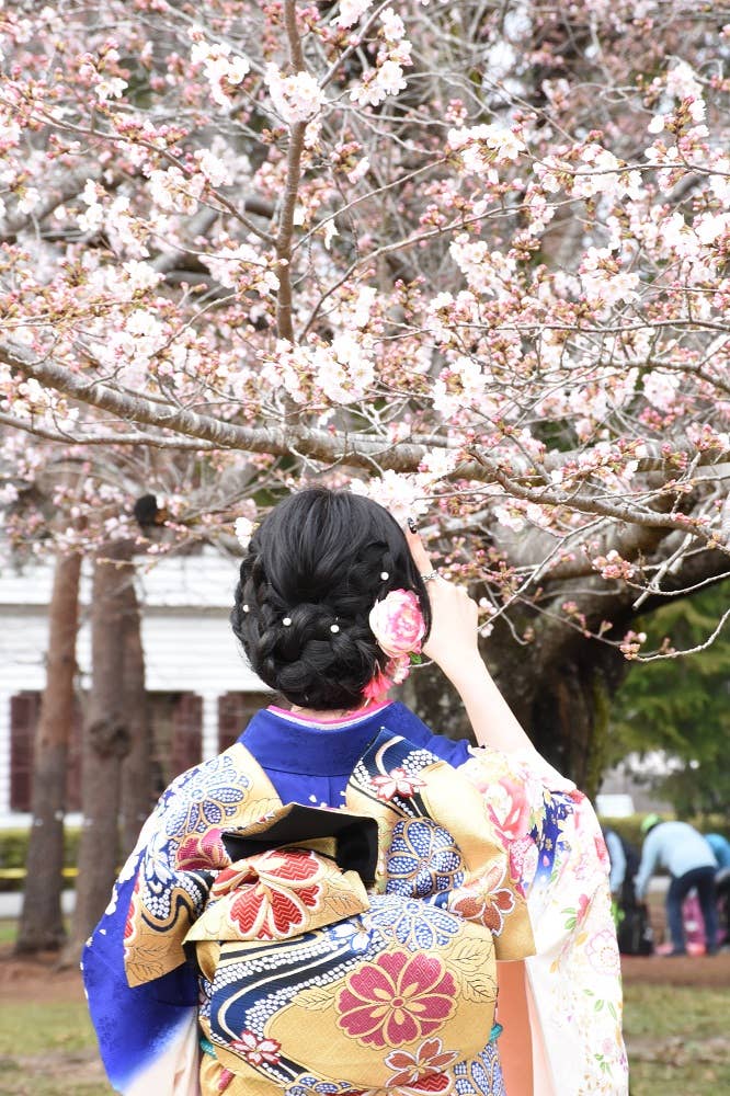 桜を撮影しよう