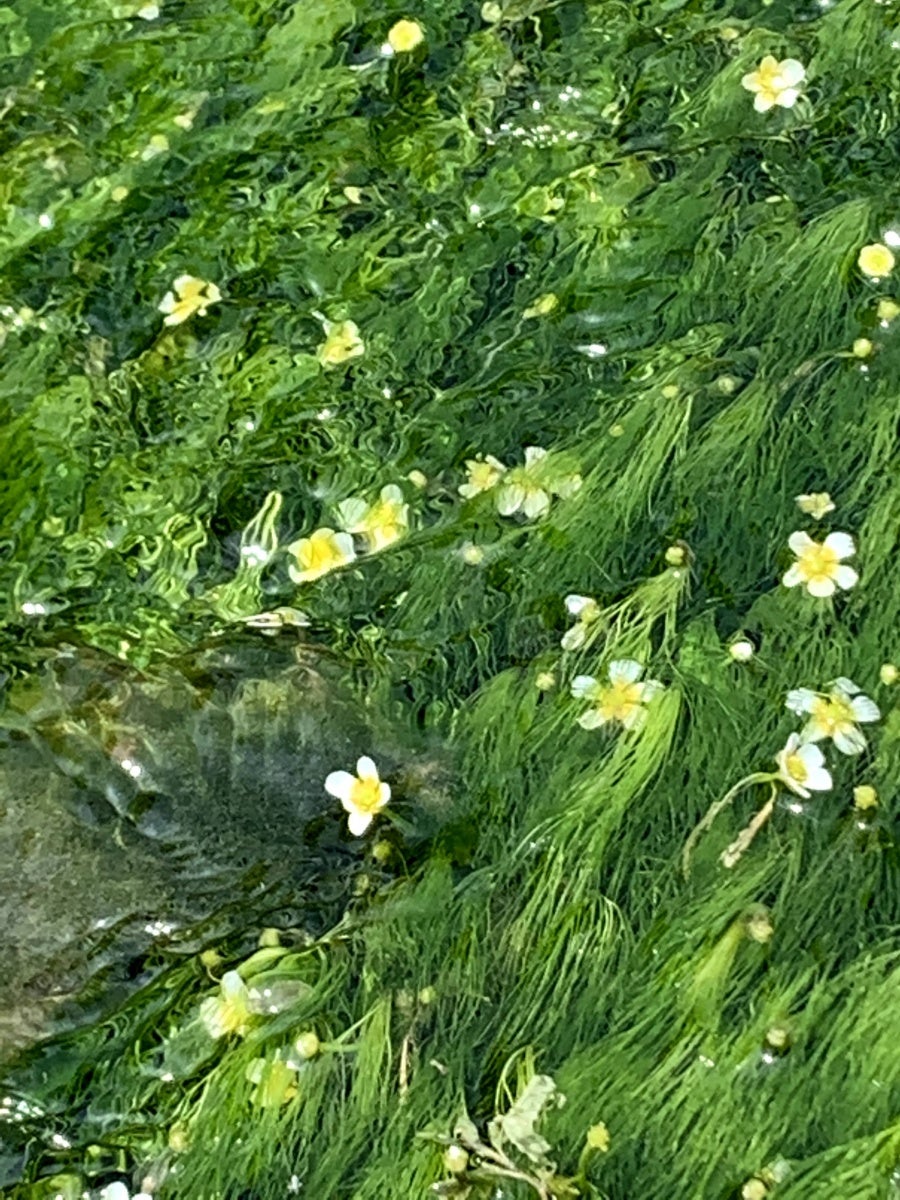 油彩/梅花藻のある川 油彩/梅花藻のある川 醒井（さめがい）地蔵川の梅花藻（ばいかも）／