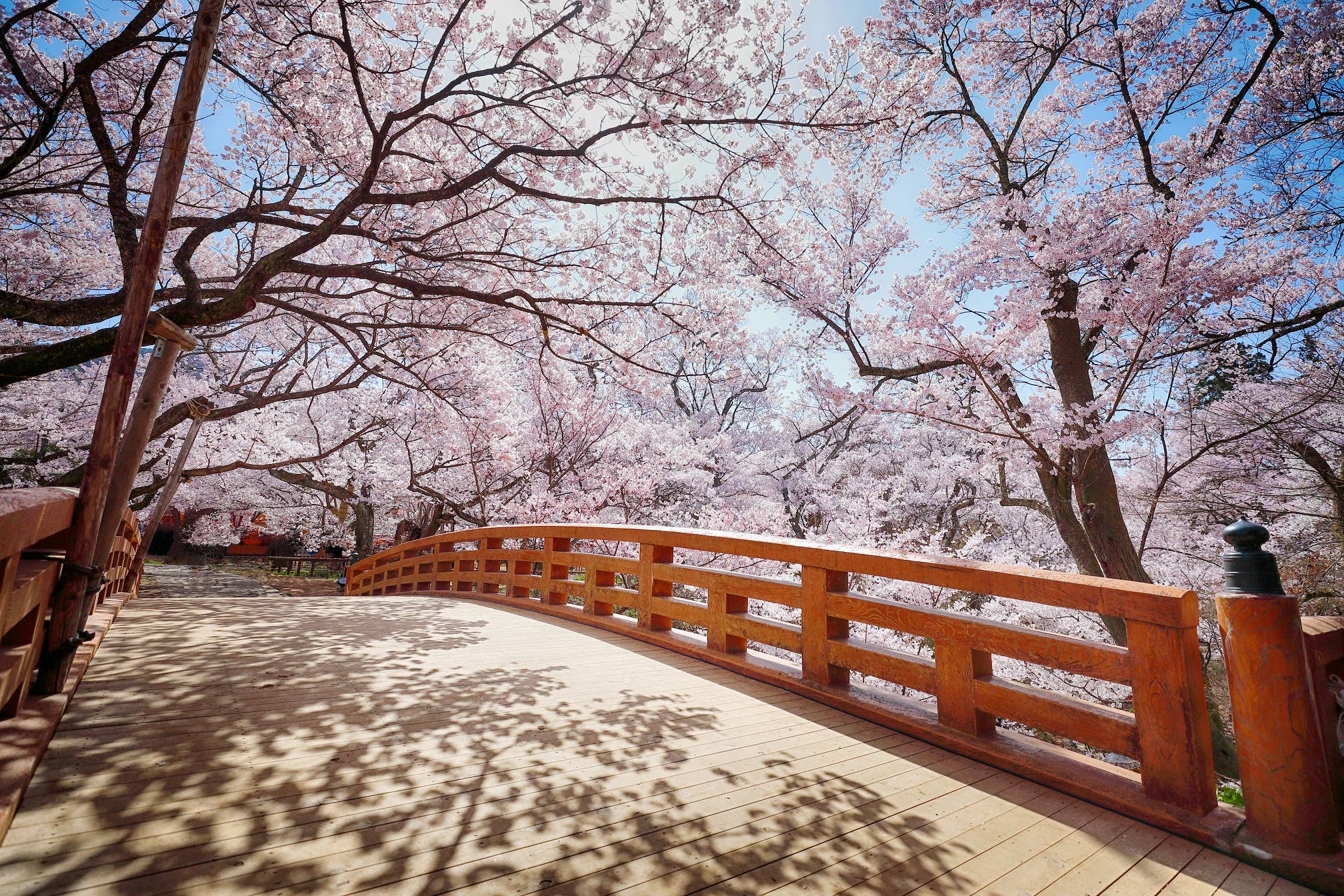 高遠城址公園　桜雲橋