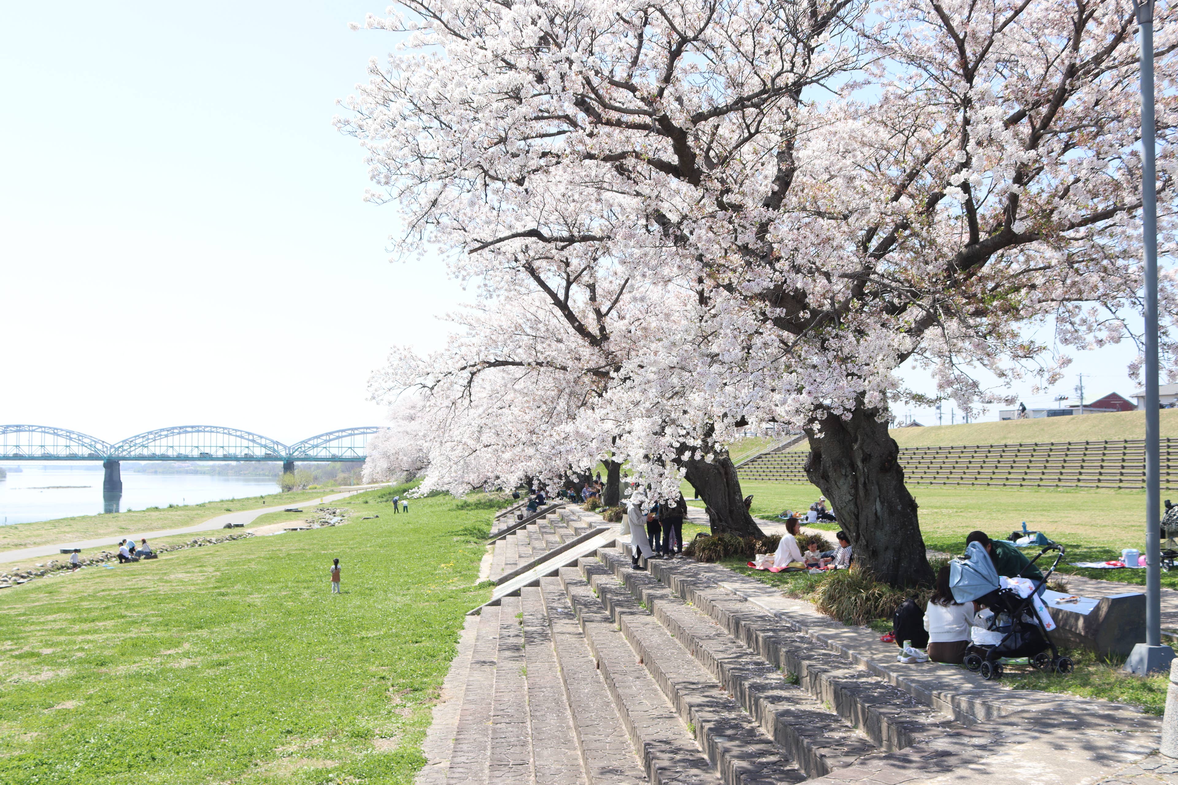 笠松みなと公園の桜