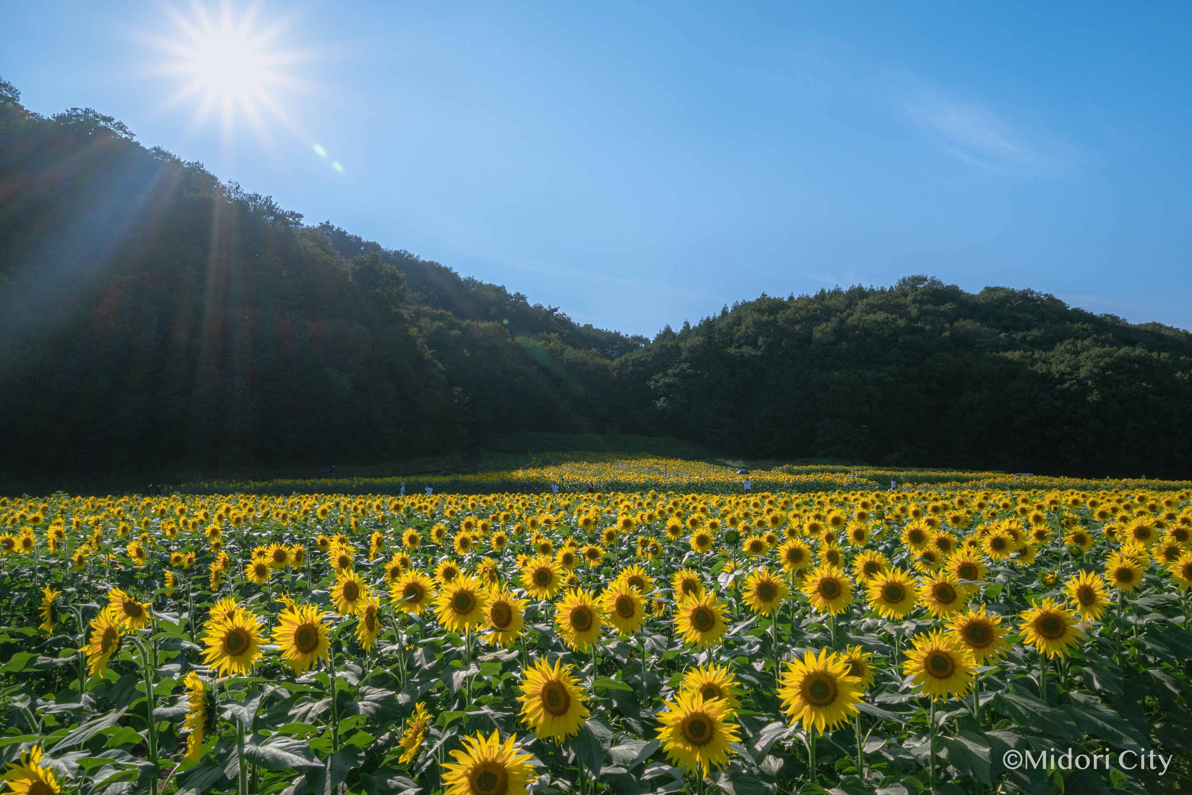 ひまわり花畑