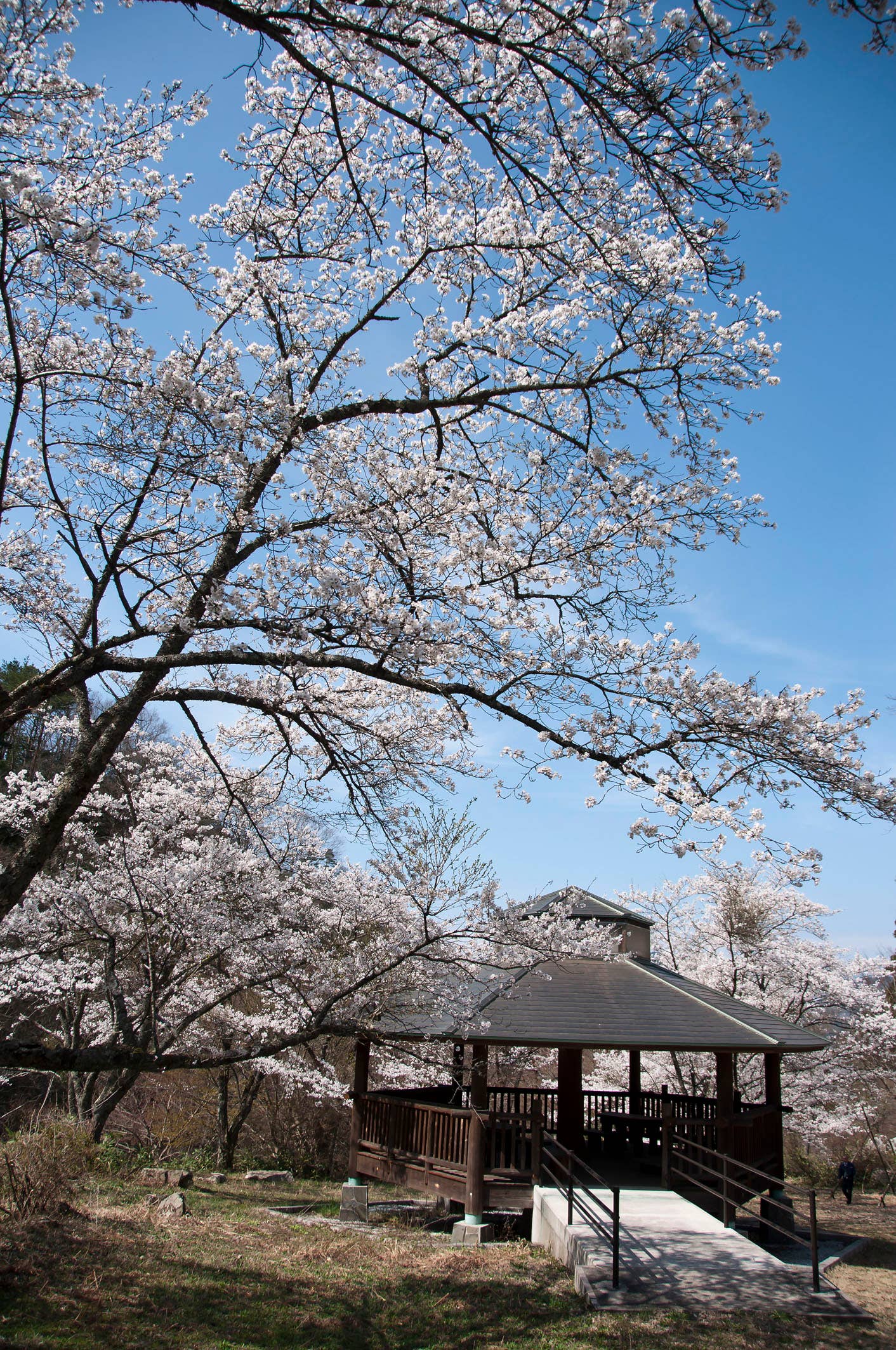 滝山公園の桜
