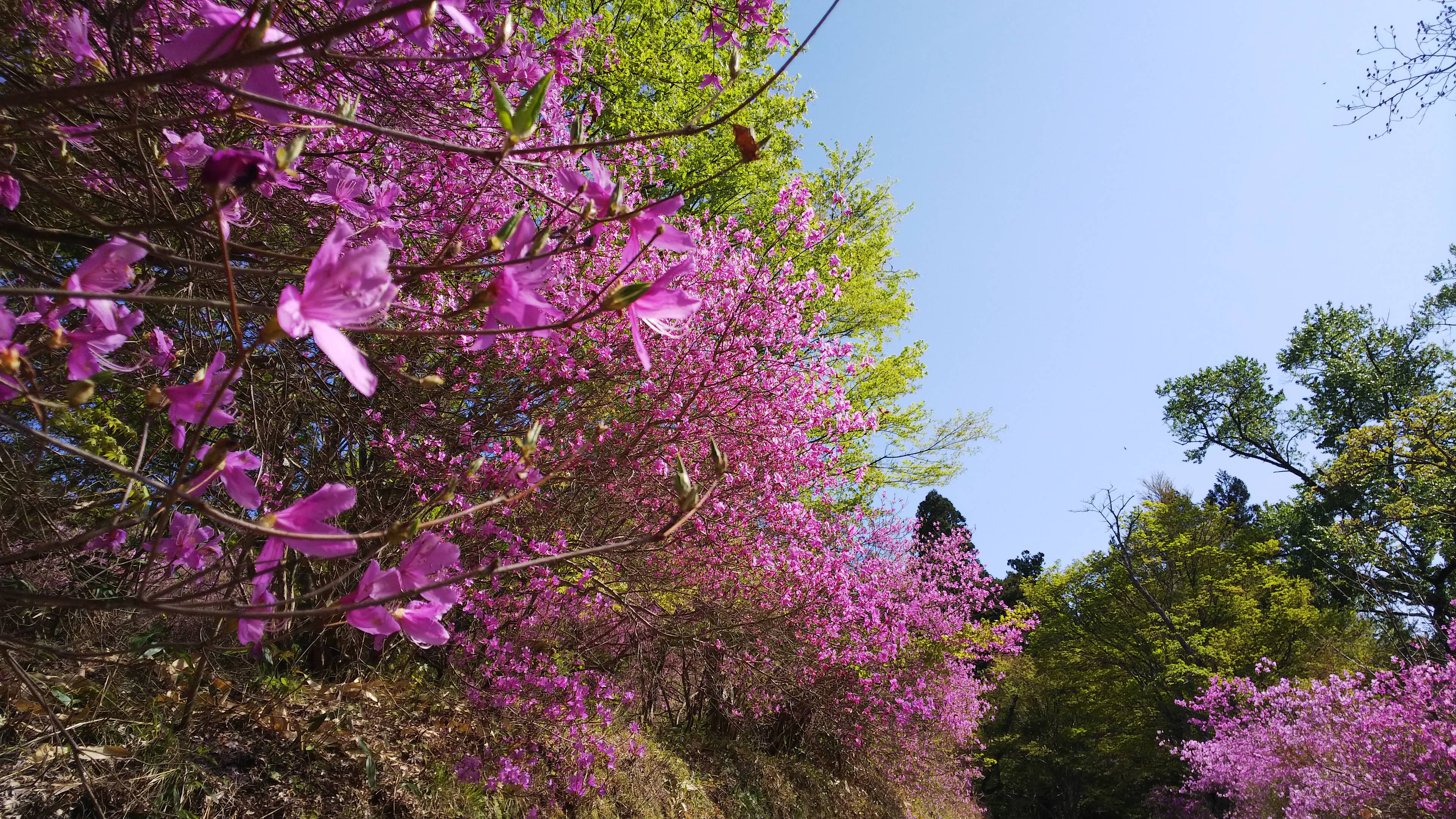 滝山公園のツツジ