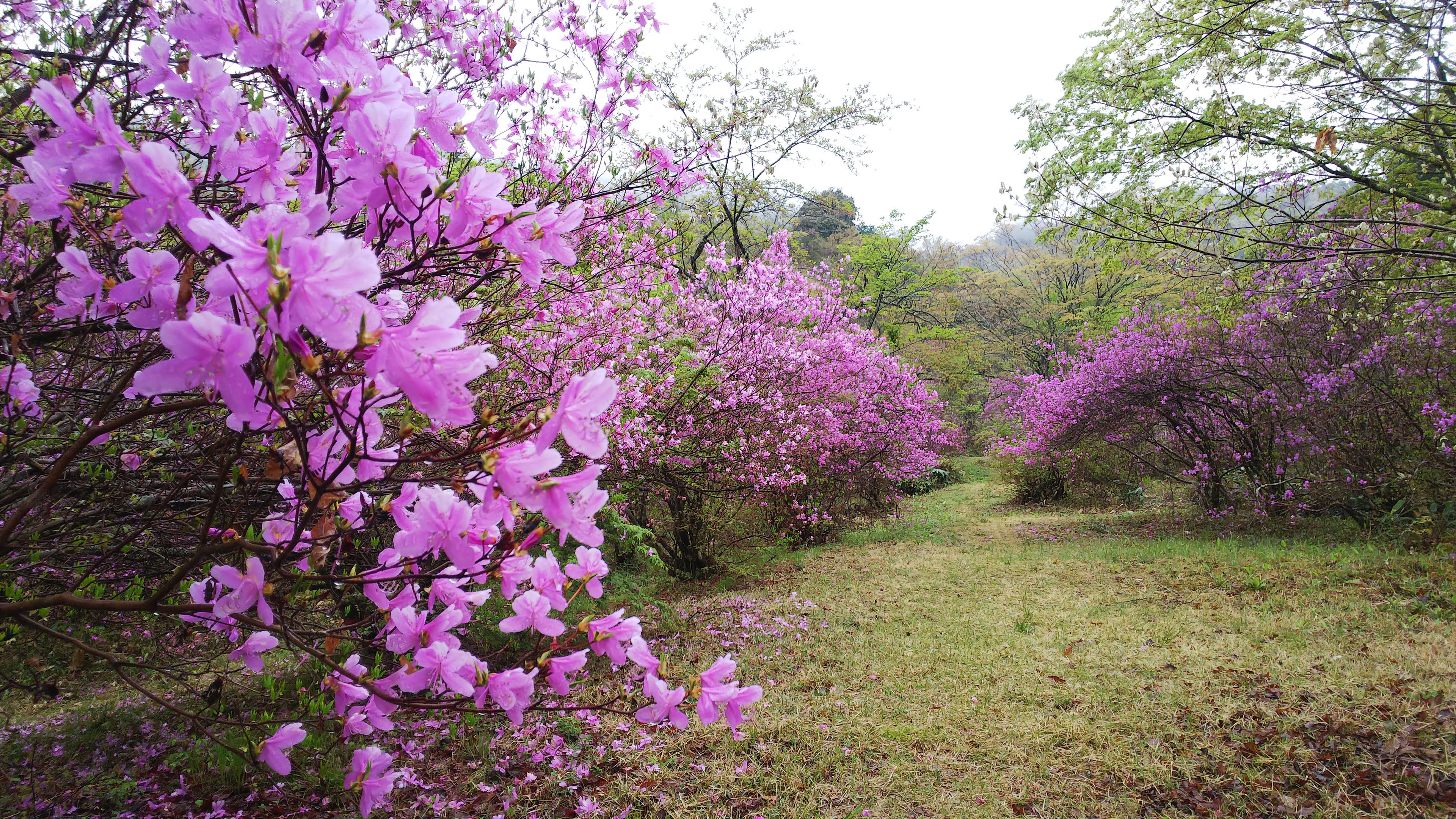 滝山公園のツツジ