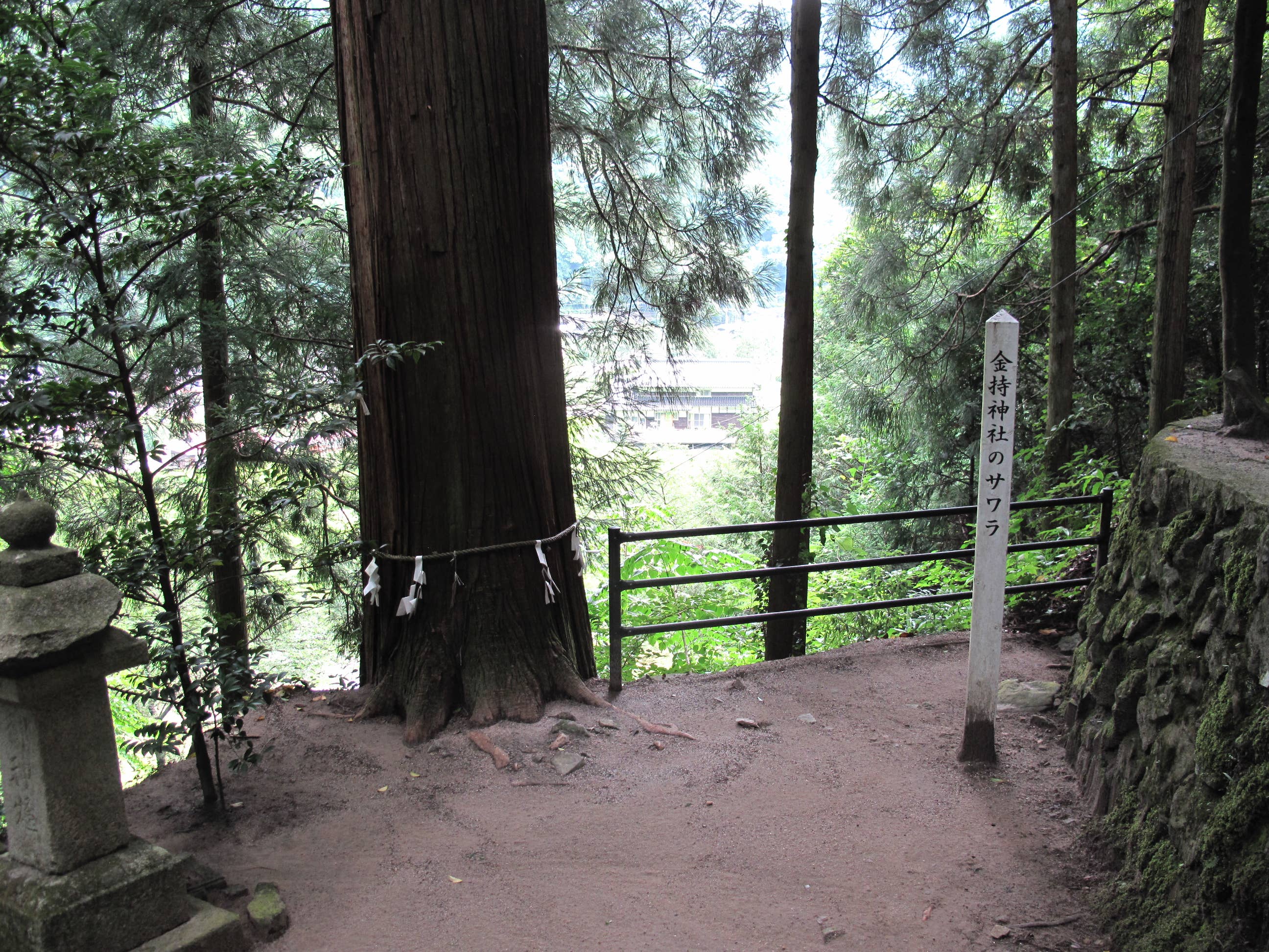 金持神社御神木　サワラ