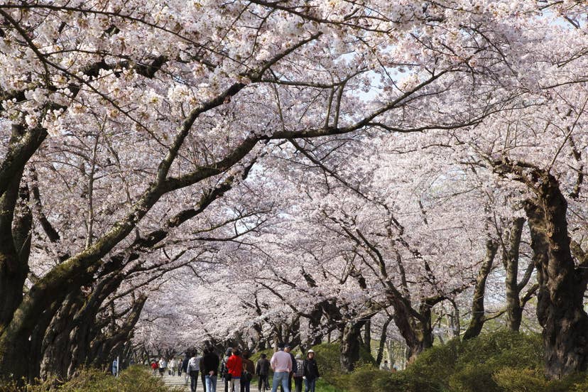 約２㎞続く桜のトンネル