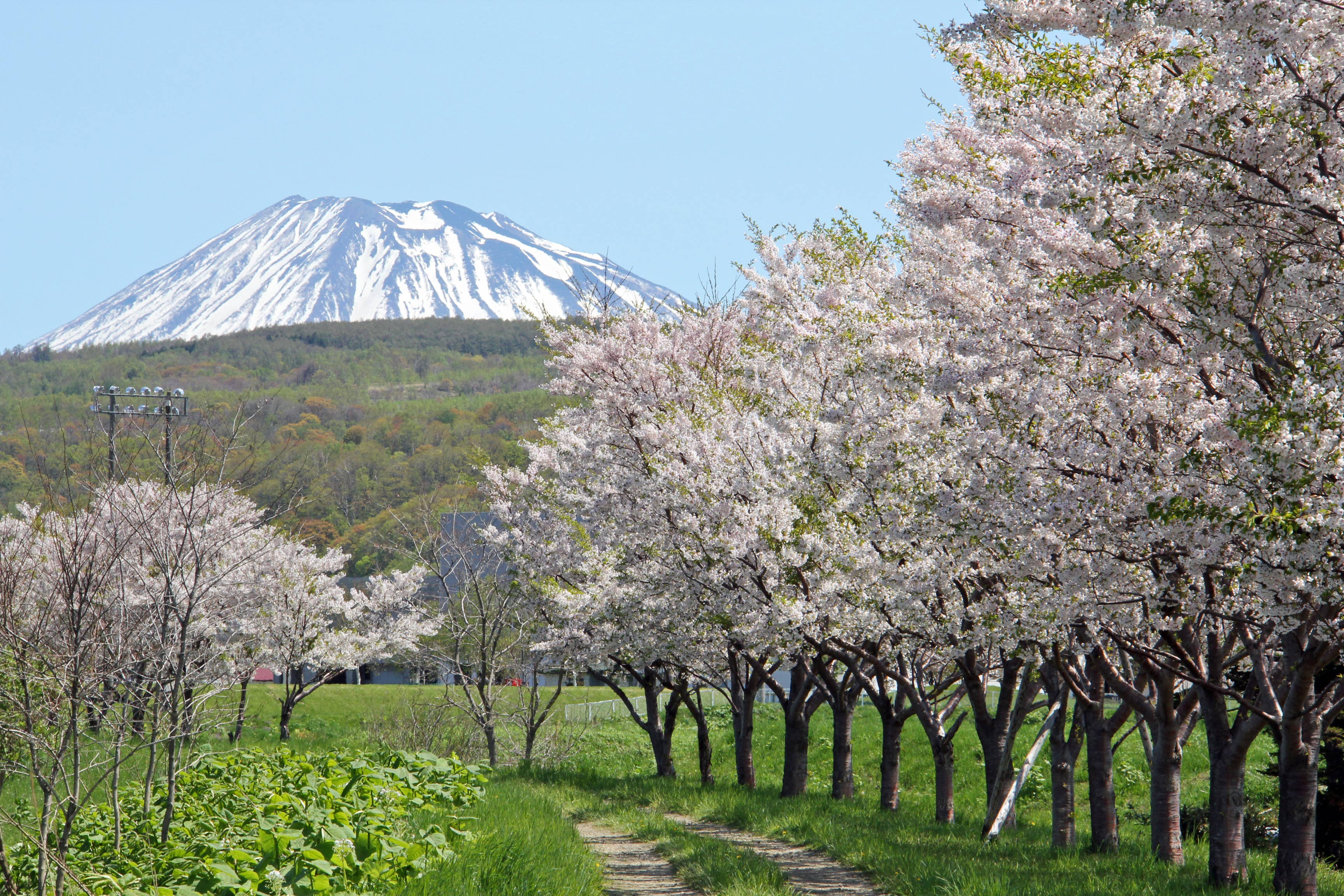 堀株川沿いの桜並木