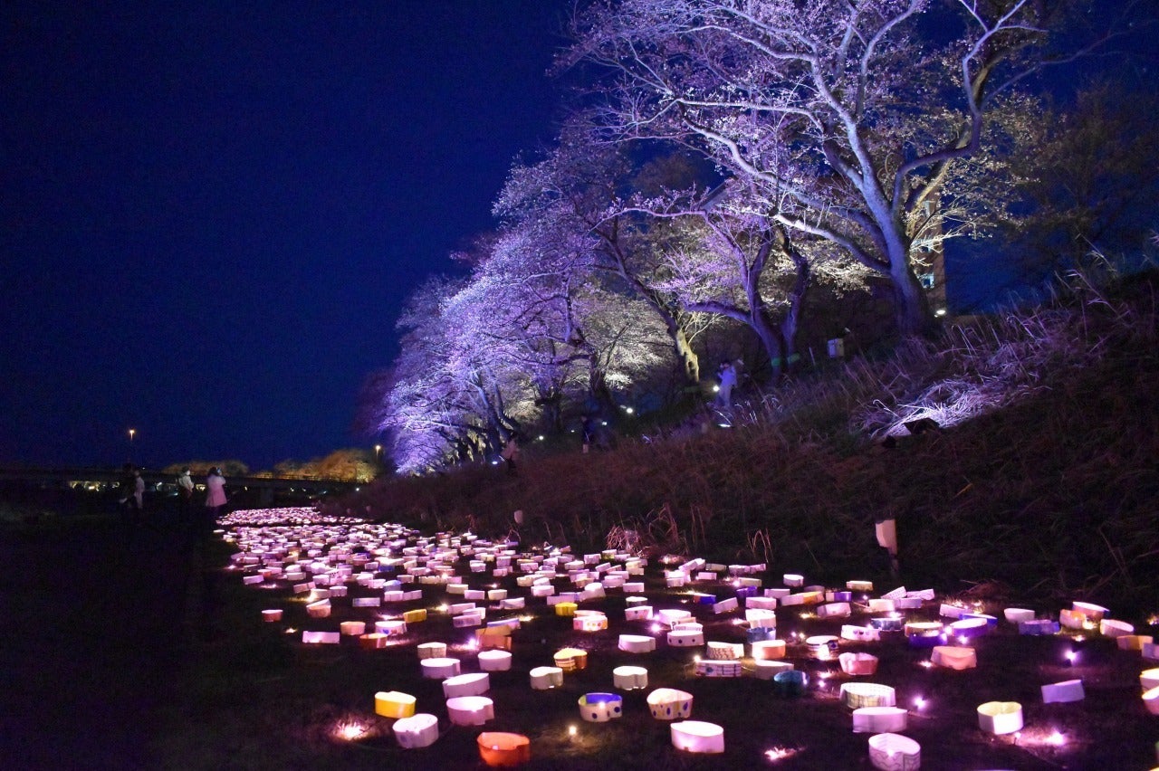 ふくい桜まつり / 福井県 -【JAPAN 47 GO】