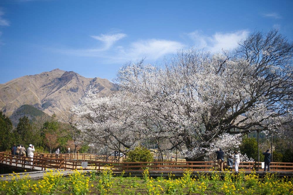 一心行の大桜