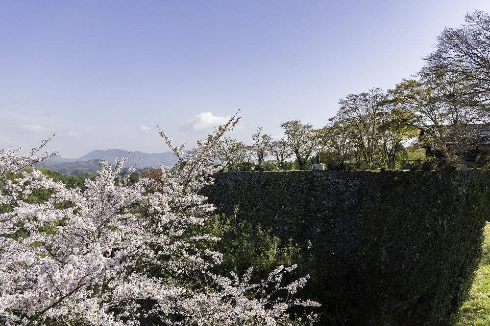 国指定史跡　岡城跡の桜