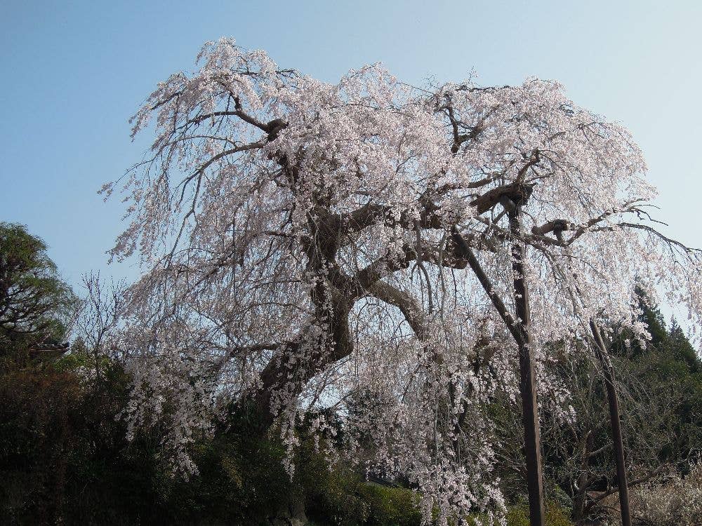 小柿山光円寺のしだれ桜（光円寺）