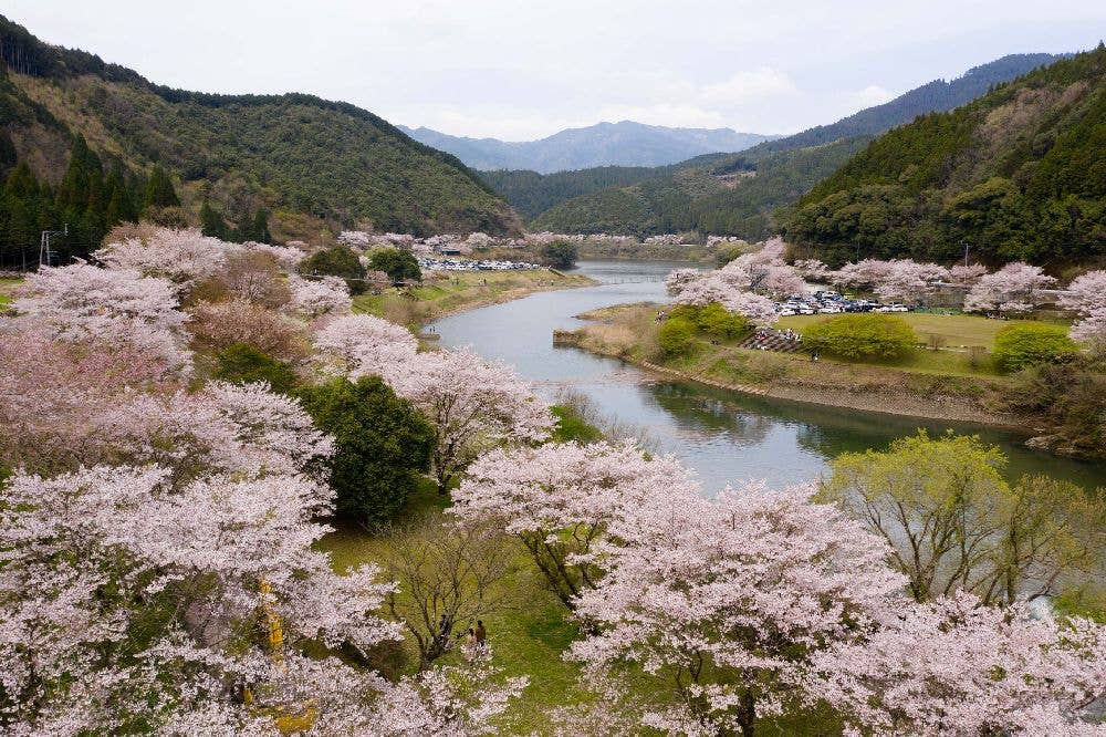 市房ダム湖周辺の桜