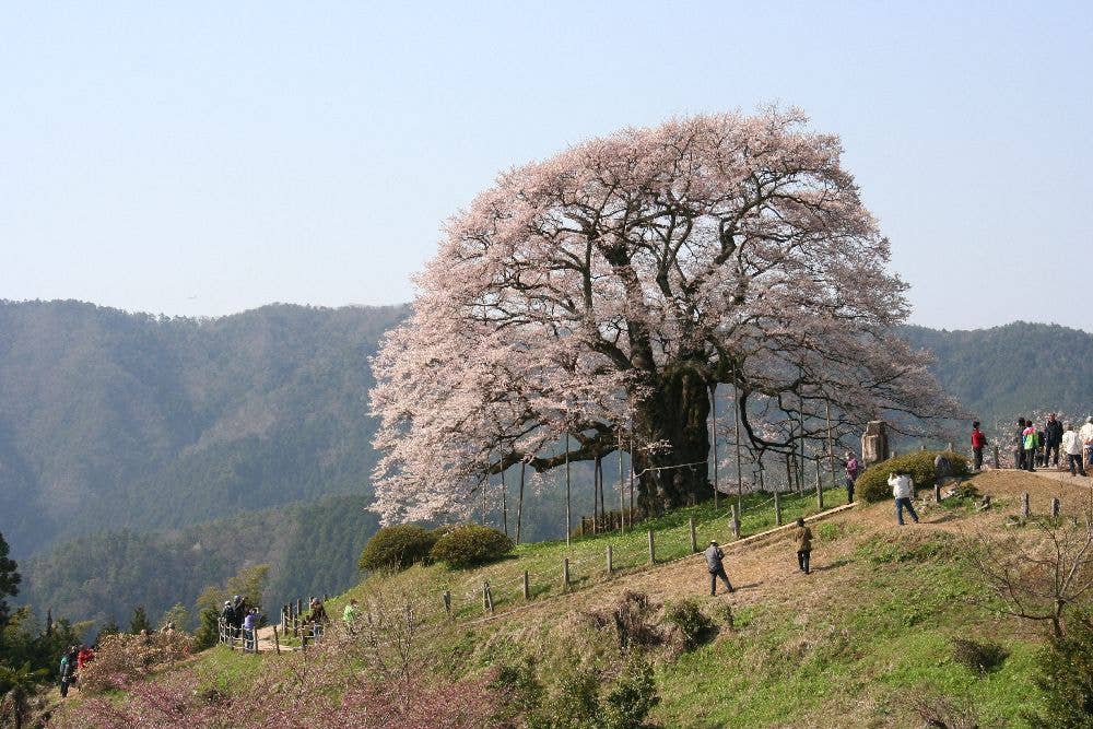 醍醐桜