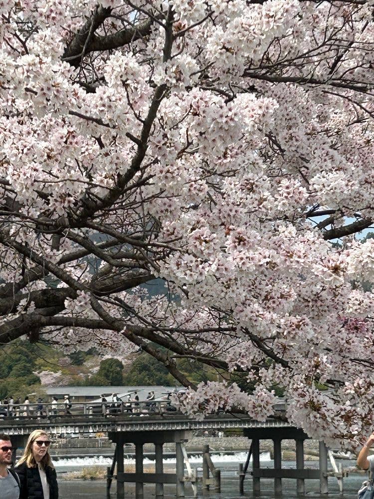 嵐山の桜