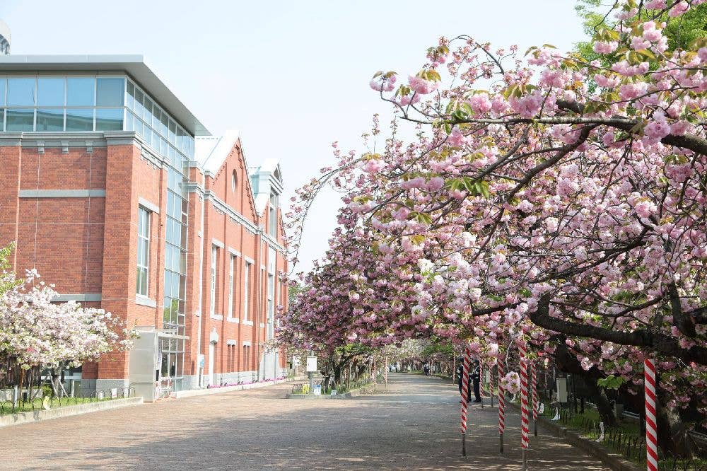 桜の通り抜け