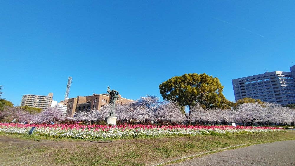 鶴舞公園の桜