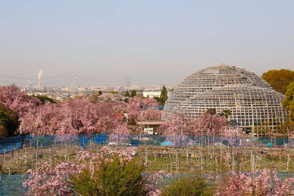 東谷山フルーツパークの桜