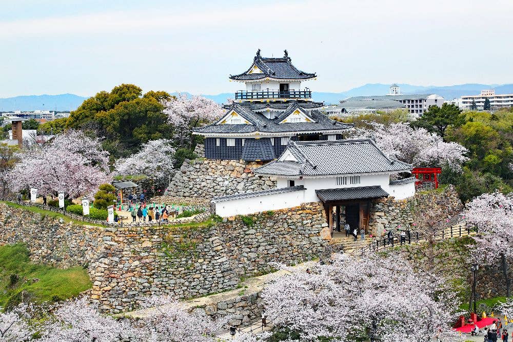 浜松城公園の桜