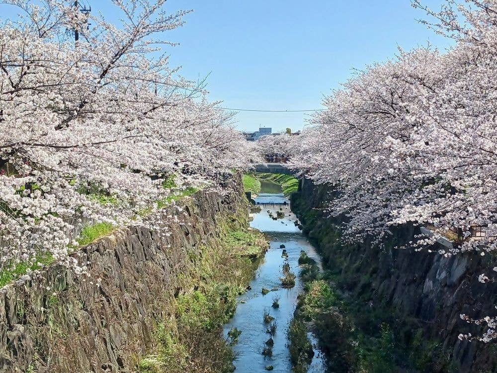 山崎川の桜