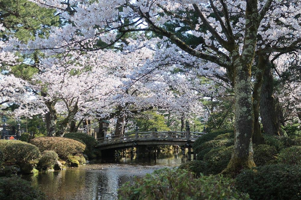 特別名勝　兼六園の桜