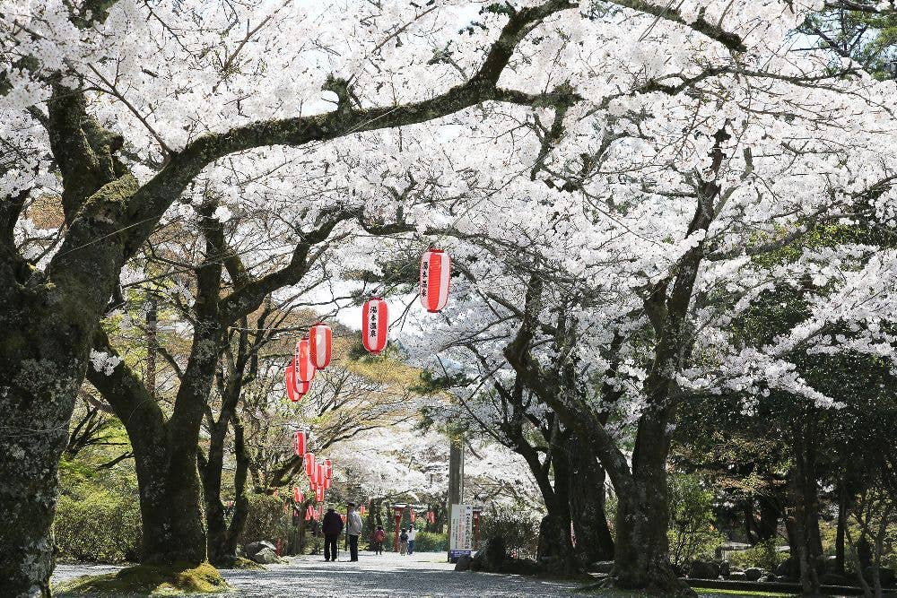 大寧寺の桜