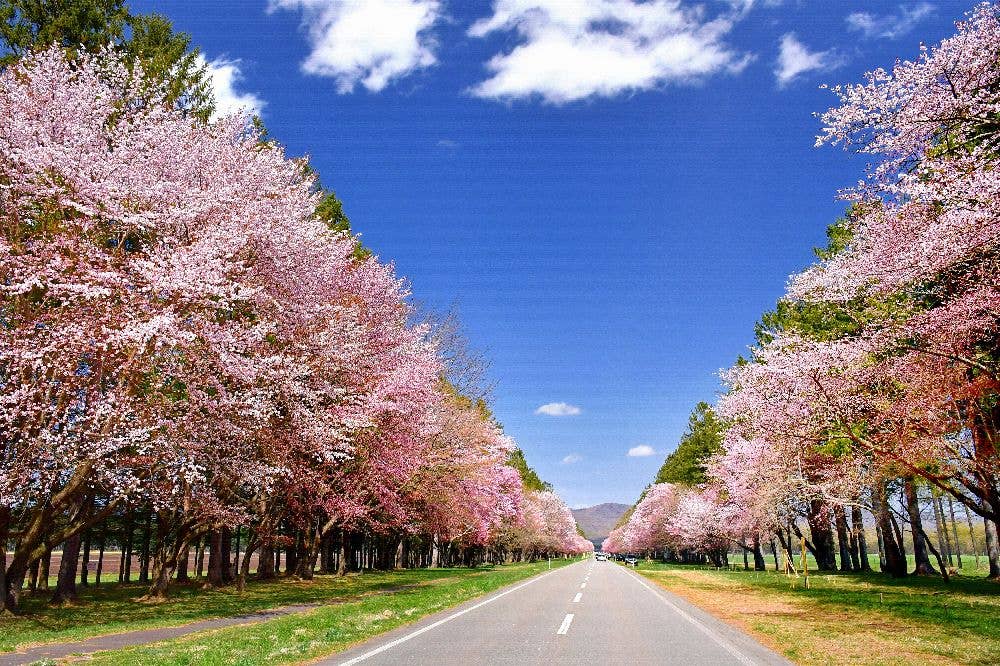 二十間道路桜並木