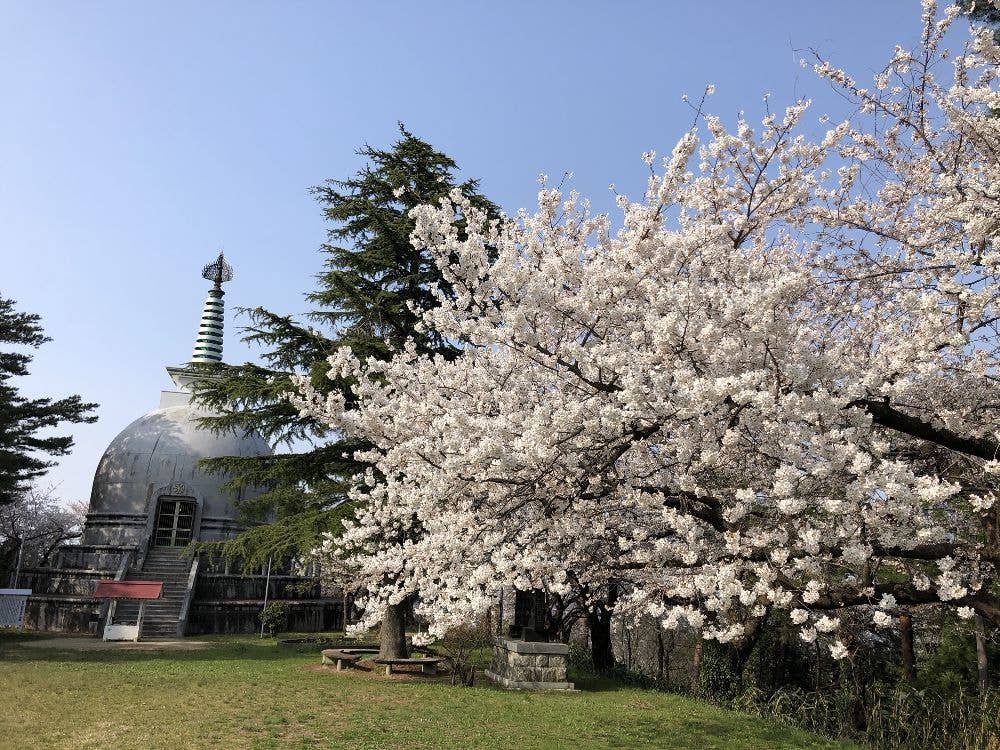 秋葉公園の桜