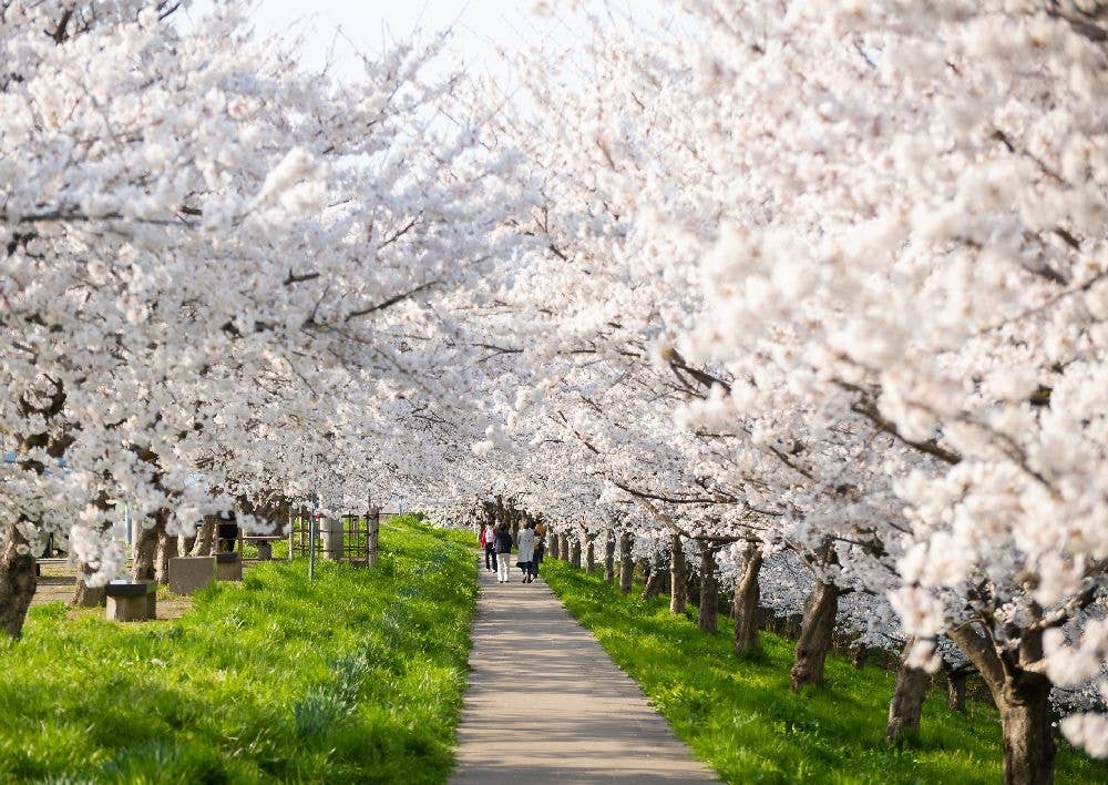 大河津分水桜並木