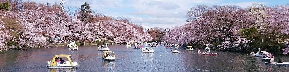 井の頭恩賜公園の桜