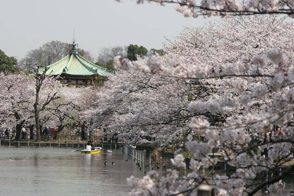 上野恩賜公園の桜