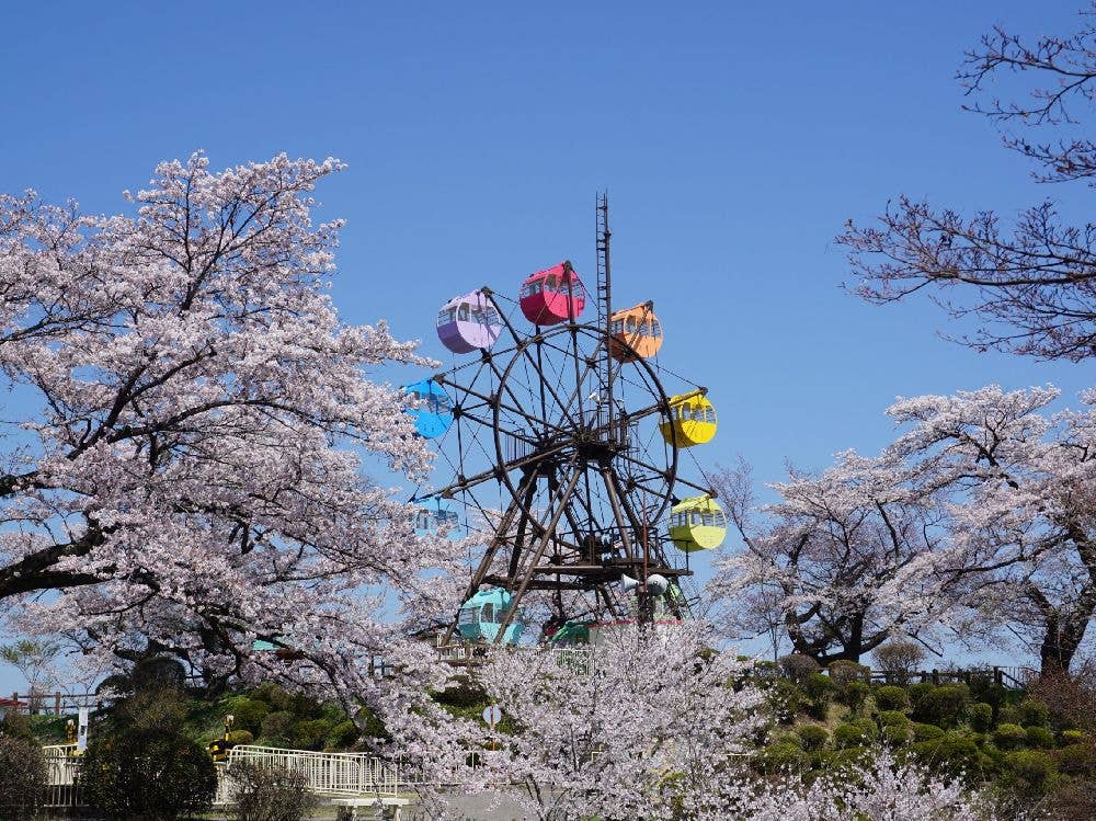 千手山公園の桜