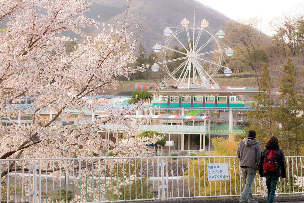 桐生が岡公園の桜