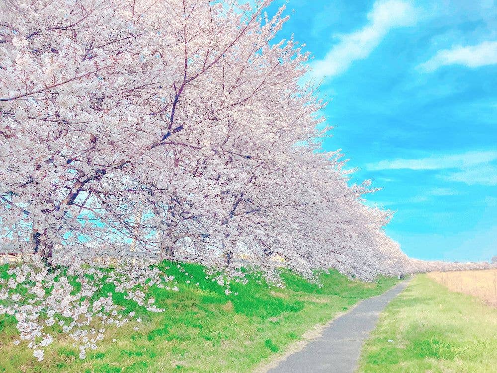 こだま千本桜