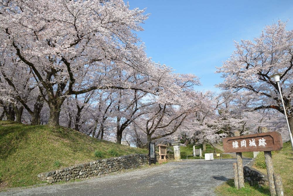 城山公園（雉岡城跡）の桜