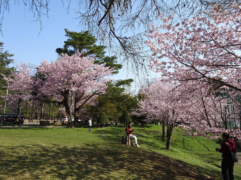 円山公園の桜