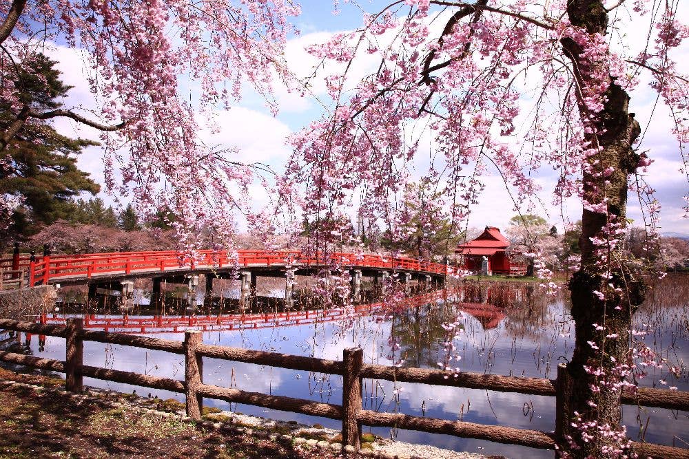 猿賀公園の桜