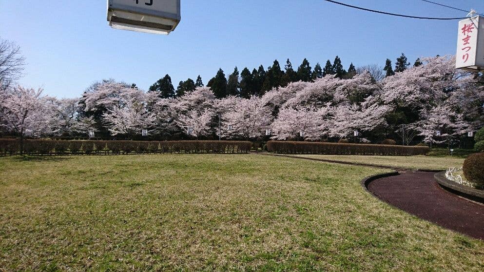お物見公園の桜