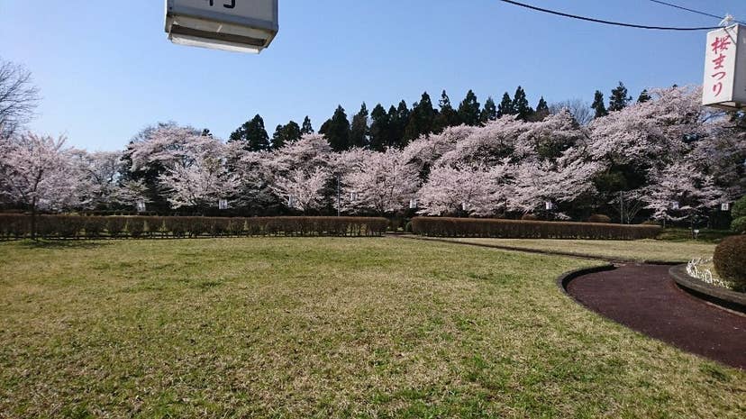 お物見公園の桜