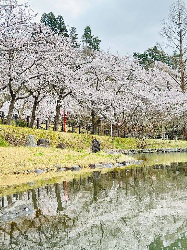 前森公園の桜