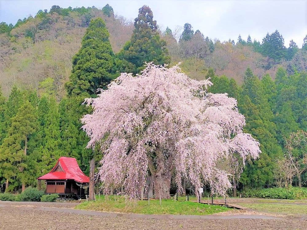 おしら様の枝垂れ桜