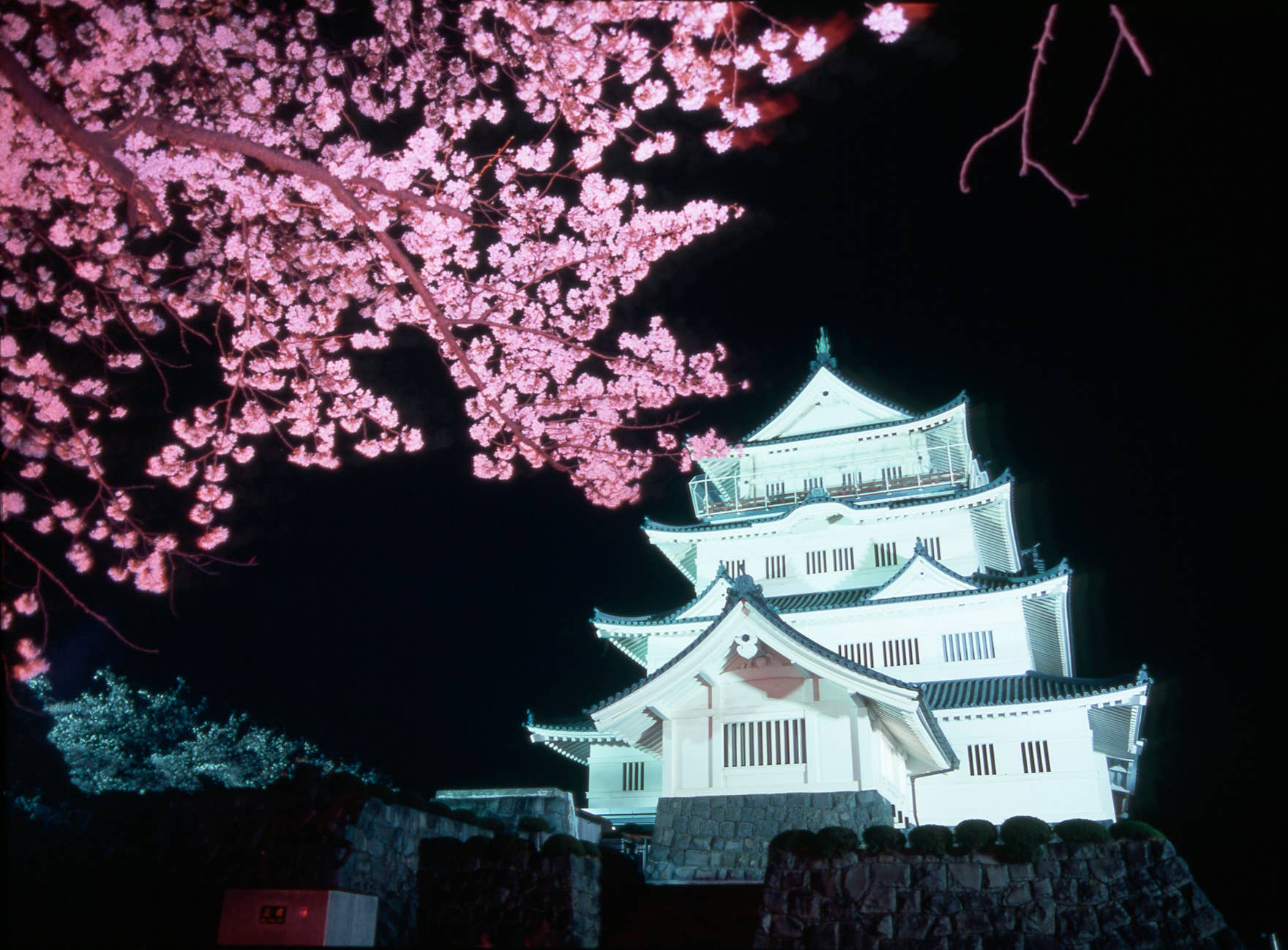 千葉城（郷土博物館）のライトアップと夜桜の競艶