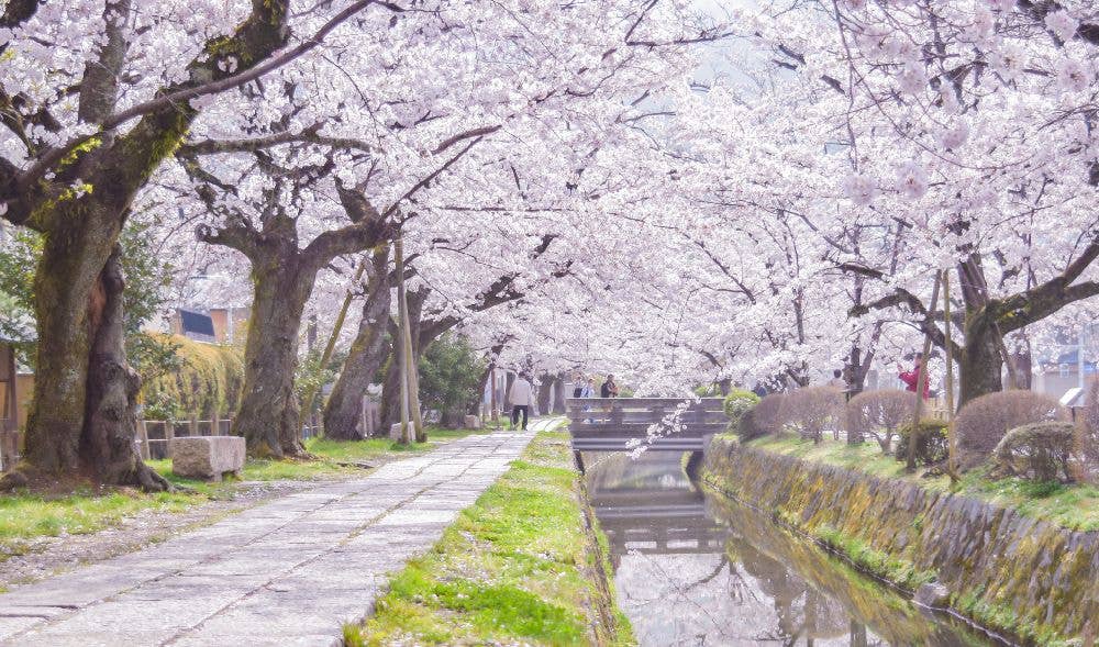 哲学の道の桜