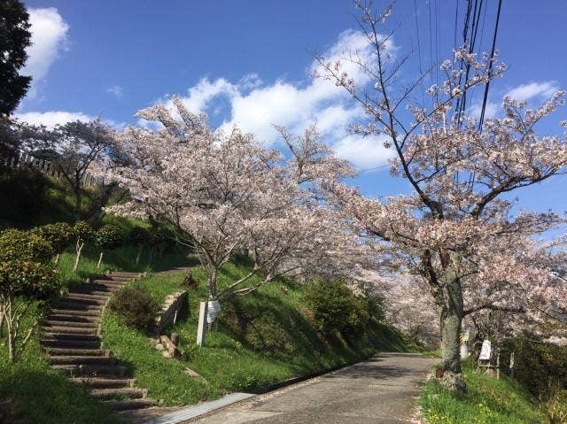 橋本市高野口公園桜まつり