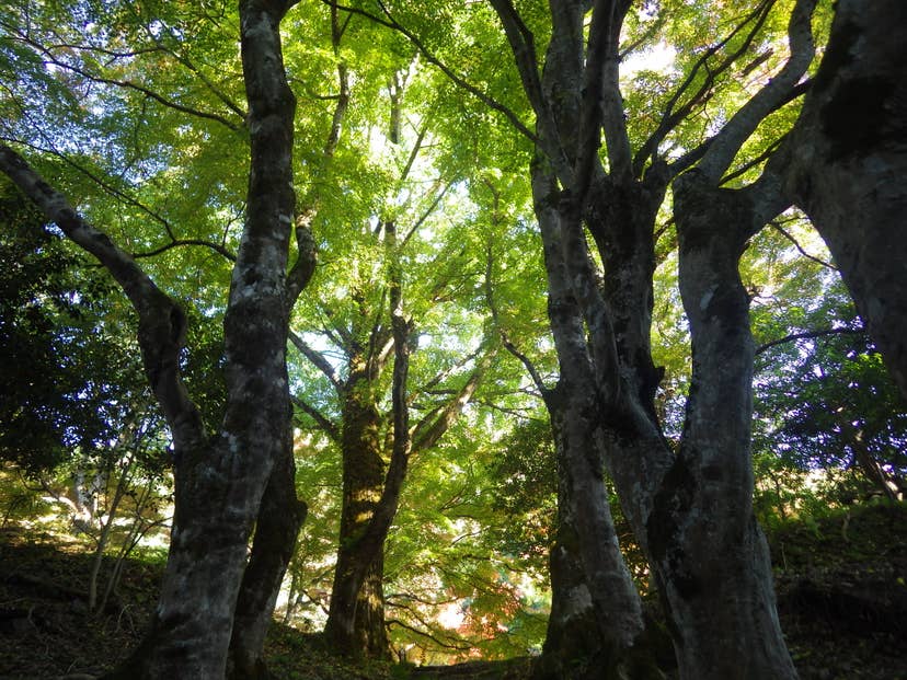 清徳寺の巨樹名木群