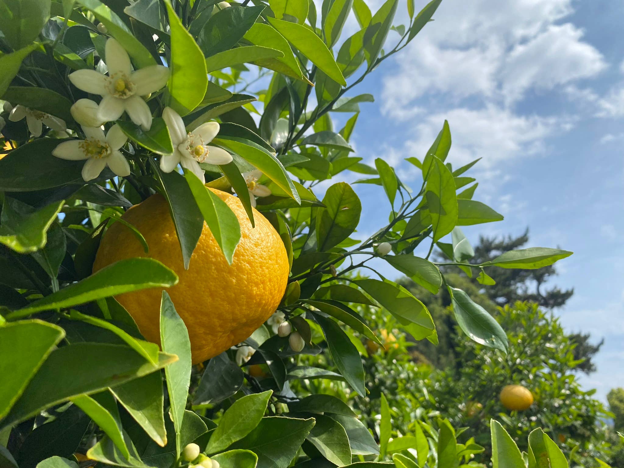 夏みかん生搾り体験