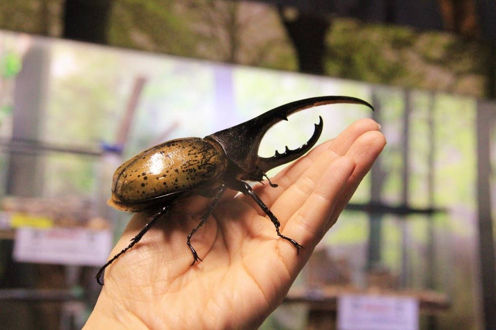 夏の生きたカブトムシ展示