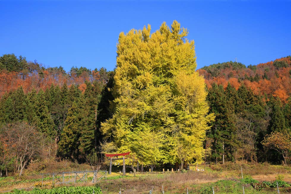 遠くからでも存在感を放つ大イチョウ