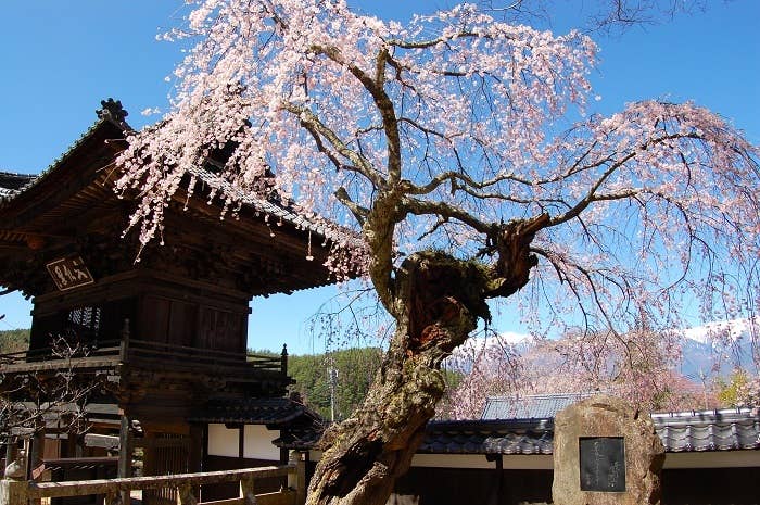 蔵澤寺しだれ桜古木と中央アルプス